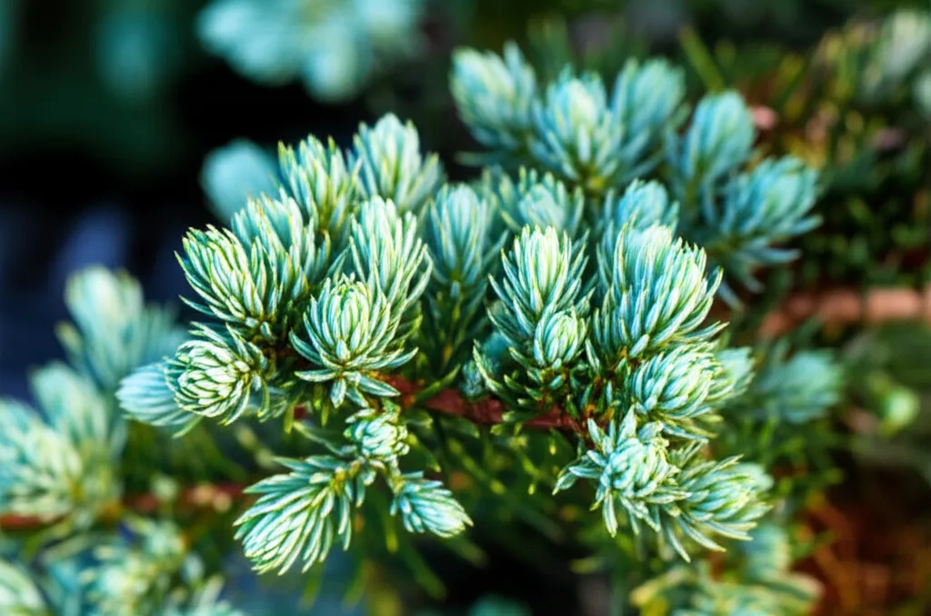 Generate an eye-catching, high-quality featured image prompt for a blog post about: Blue Star Junipe