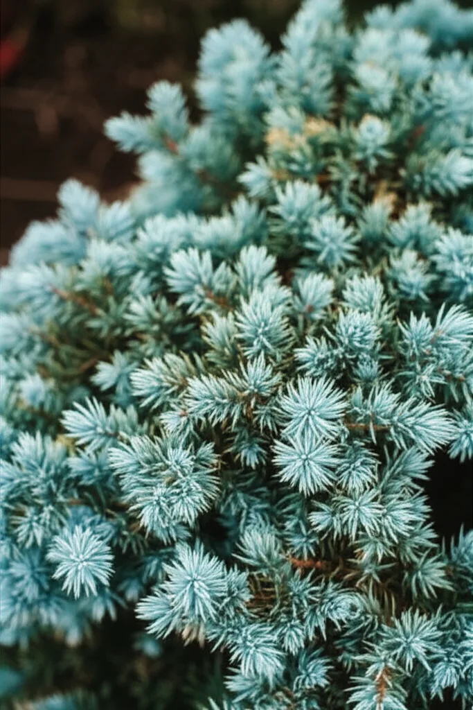 Generate an eye-catching, high-quality featured image prompt for a blog post about: Blue Star Junipe