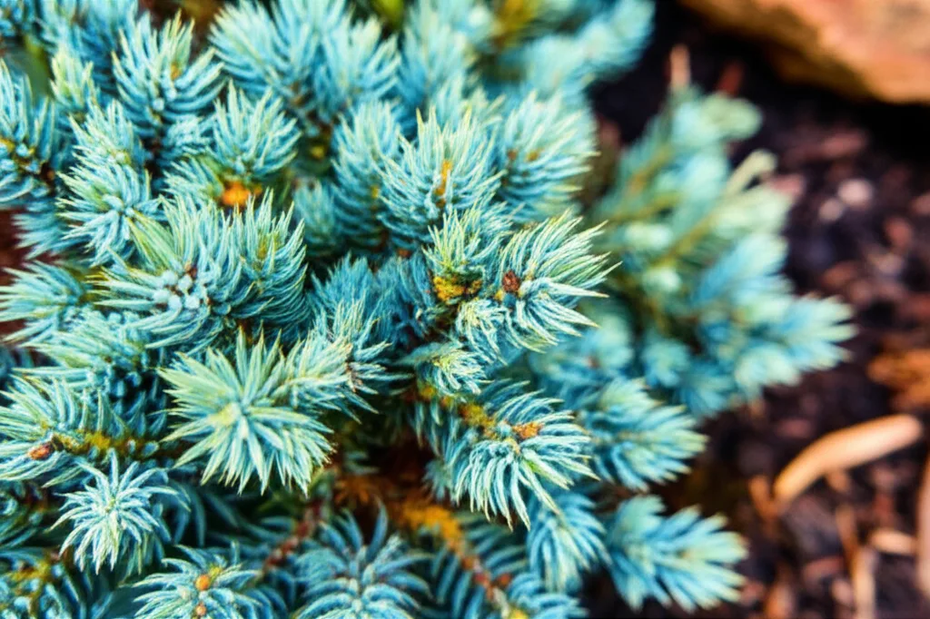 Generate an eye-catching, high-quality featured image prompt for a blog post about: Blue Star Junipe