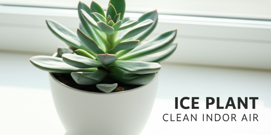 Ice Plant Succulent Indoor Air Improvement Ideas section visual
