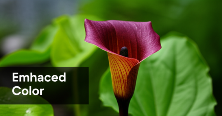 Unlocking Vibrant Hues: Enhancing Jack-in-the-Pulpit Flower Color with ...