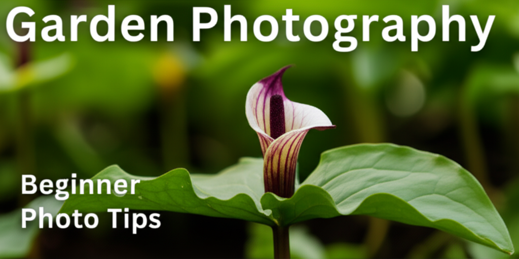 Jack-in-the-Pulpit garden photography tips for beginners