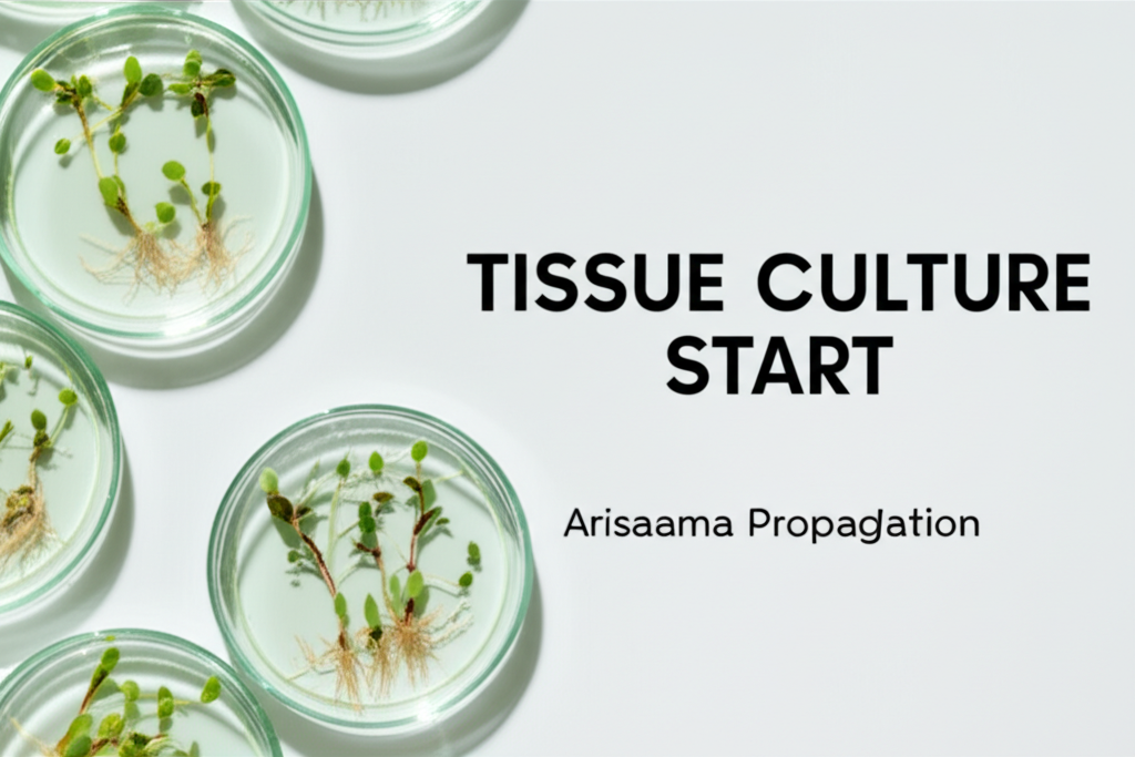 Jack-in-the-Pulpit propagation using tissue culture