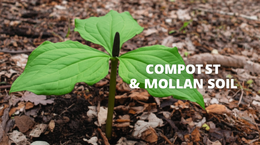Jack-in-the-Pulpit soil enrichment using compost and leaf mold
