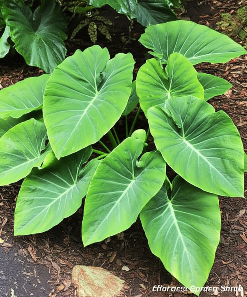 Stunning Elephant Ear Taro: Effortless Garden Shrub