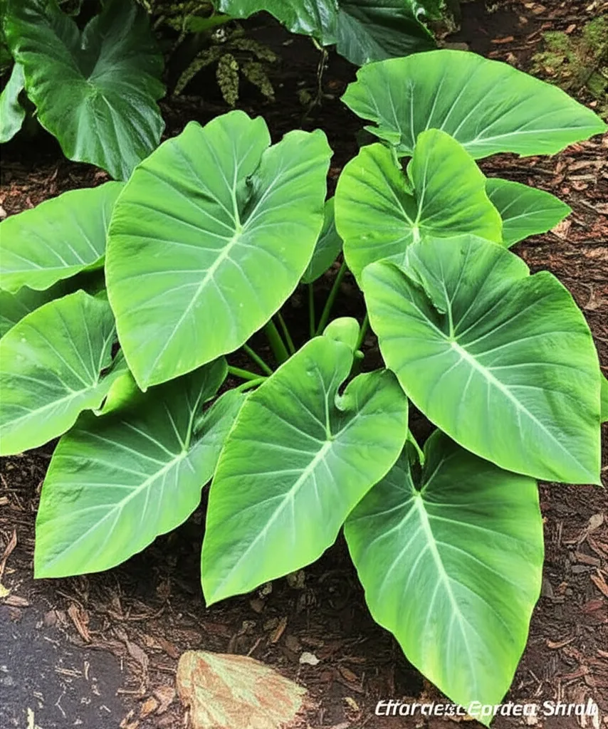 Stunning Elephant Ear Taro: Effortless Garden Shrub