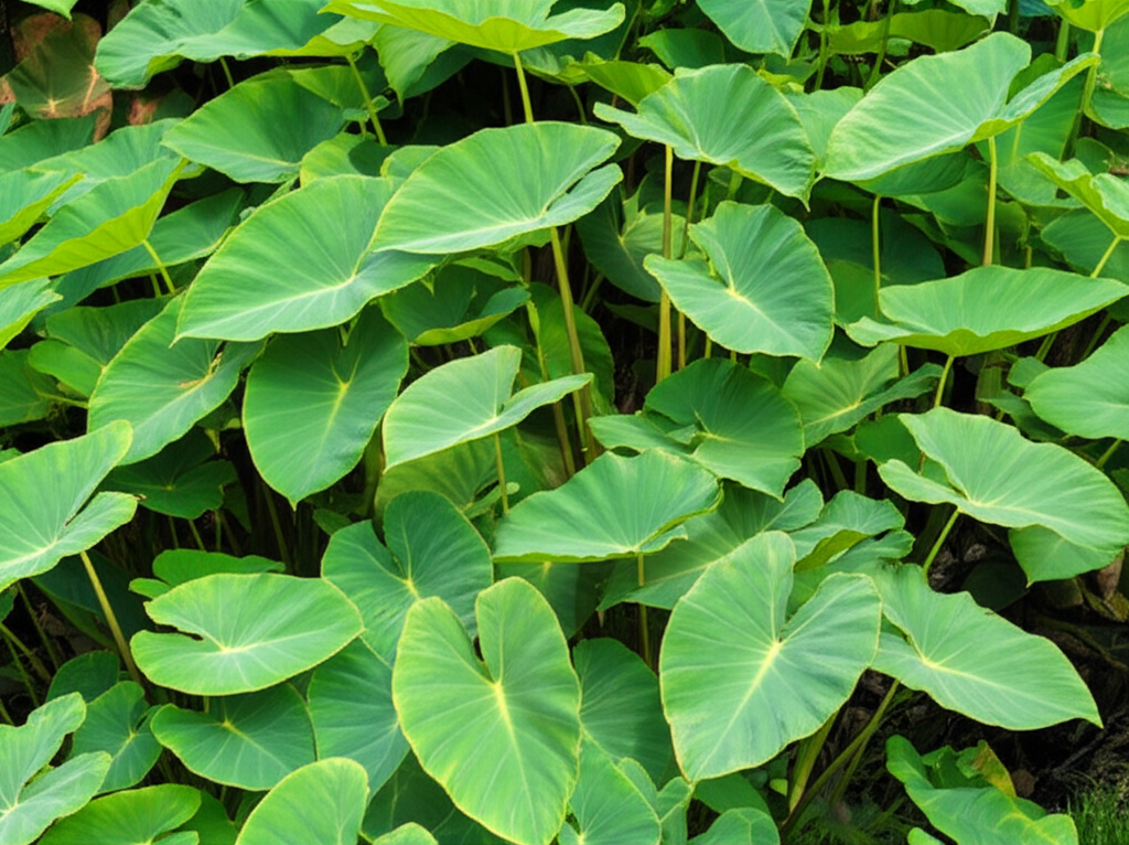 Stunning Taro Ground Cover: Effortless Beauty